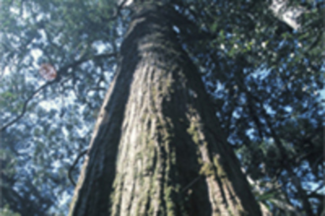 Fujian_cypress.jpg