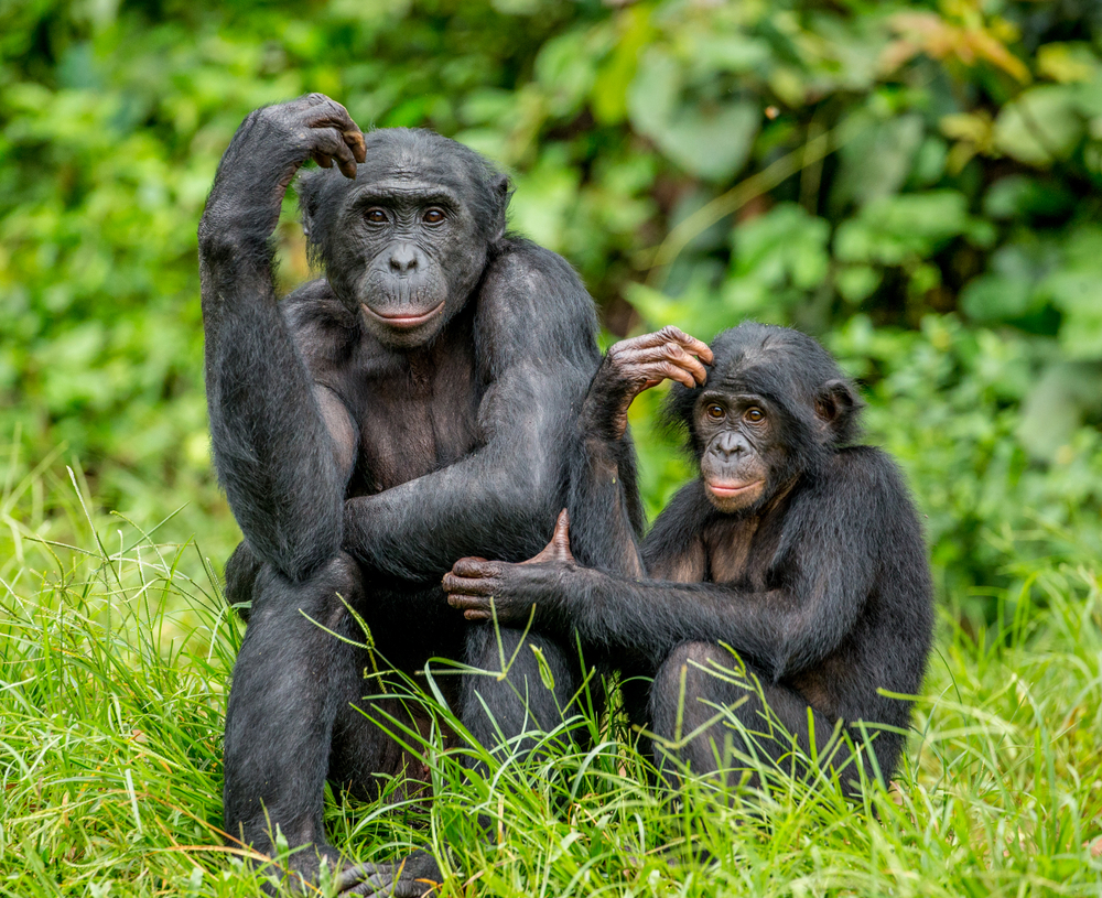 Casual Sex Play Common Among Bonobos Discover Magazine