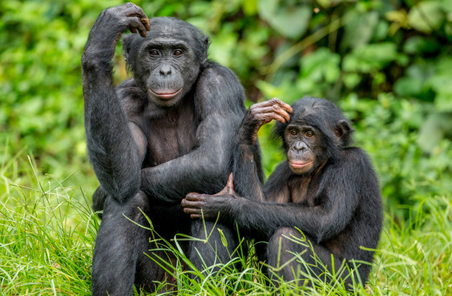 Female bonobo with a baby is sitting on the grass