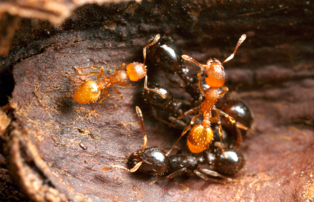mucommander ant build