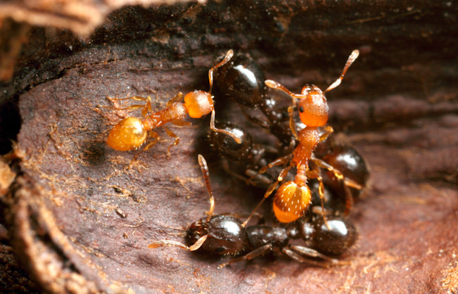 Why do Dead Ants Attract More Ants? Everything You Need to Know ...