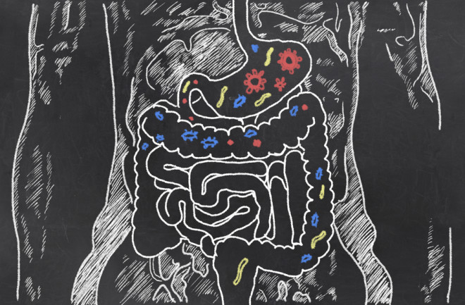 Human Gut Microbiome - Shutterstock