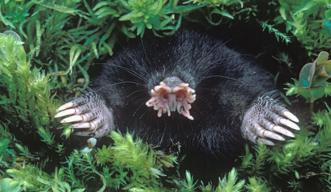 star nosed mole plush