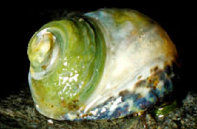 snail-shell.jpg