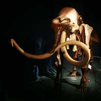 Mammoth_skeleton.jpg