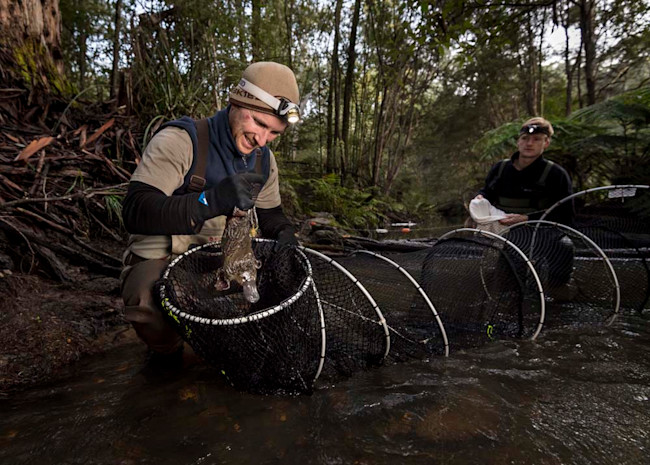 Researcher and Platypus - Douglas Gimesy
