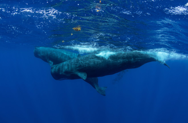 2 sperm whales swimming beneath the surface level of the ocean