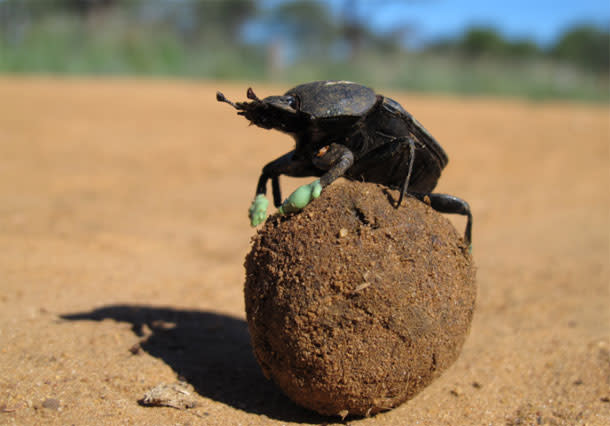 Dung-beetle.jpg