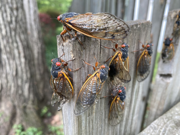 Cicada Group