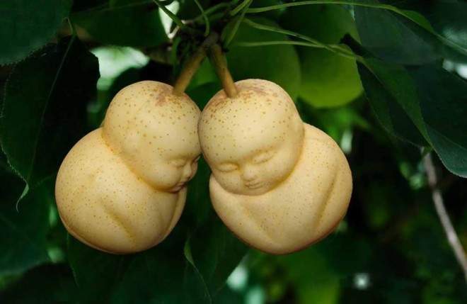 Buddha pears growing on a tree after having their molds removed. 