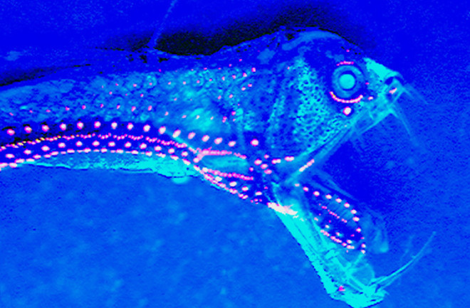 viperfish-web-Jerome-Mallefet.jpg