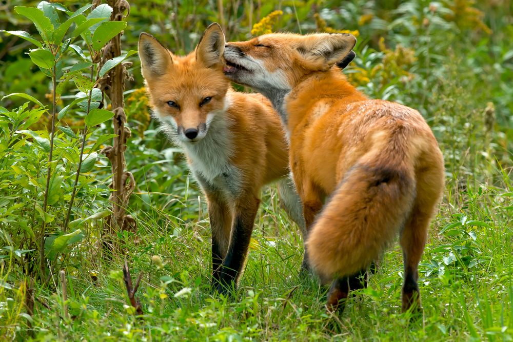 Male Animals Might Benefit From Infecting Their Female Partners With