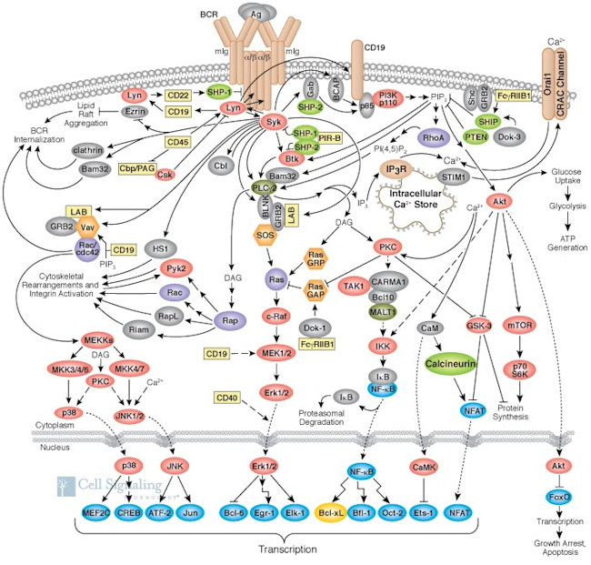 The tangled web of B cell interactions, from Cell Signaling Technology