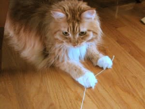kitty-300x225.jpg