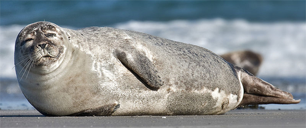 Harbour_seal.jpg