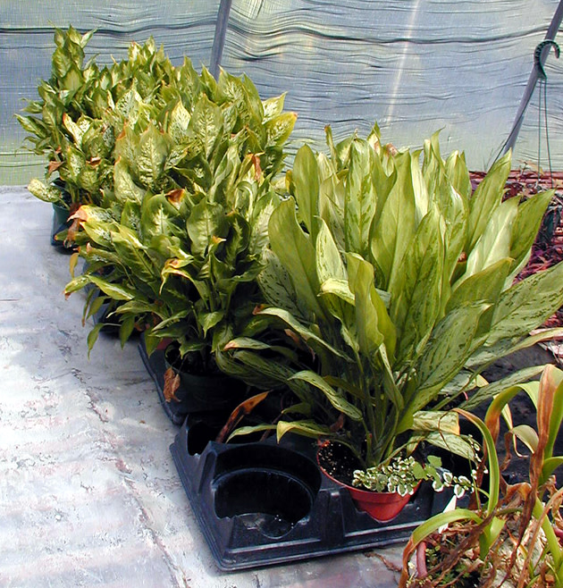 Plants with Bleached Leaves from Too Much Light - University of Georgia