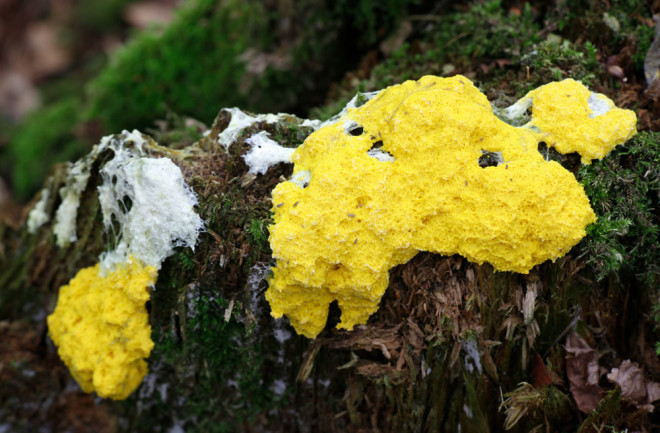 Dog Vomit Slime Mold