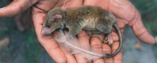 Pentailedtreeshrew.jpg
