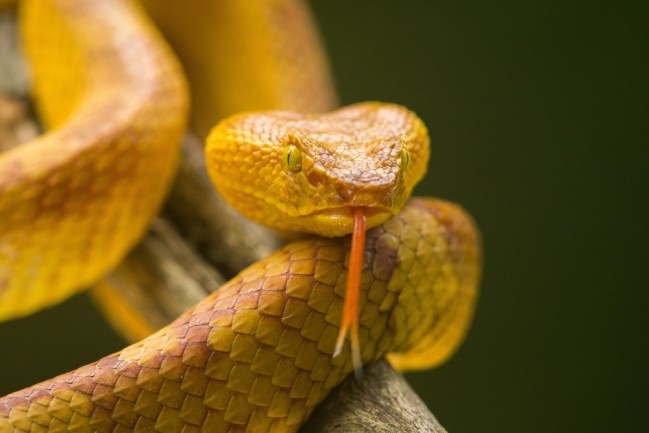 golden lancehead snake bothrops insularis