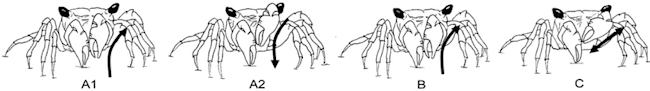 Perisesarma-eumolpe-stridulation.png