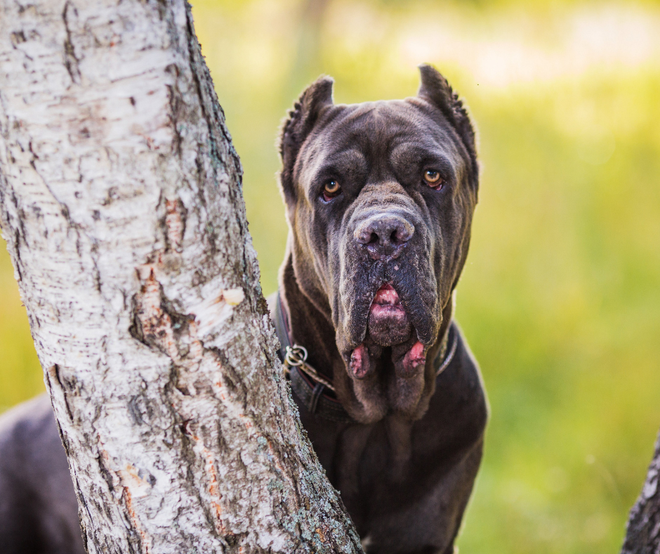 The top 20 most friendly dog breeds 2023 - PitPat