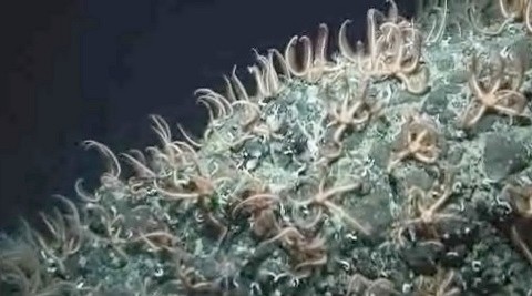 starfish_mountain-thumb-480x267.jpg