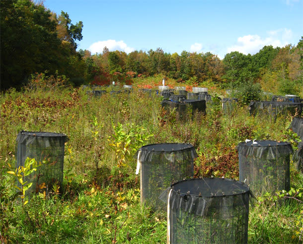 Field-plots.jpg