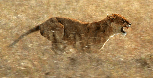Lion_running.gif