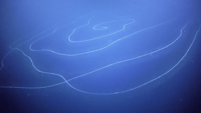 150-Foot Siphonophore discovered in Australian waters
