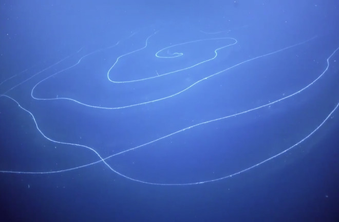 150-Foot Siphonophore discovered in Australian waters