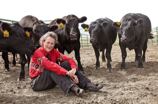 temple-grandin