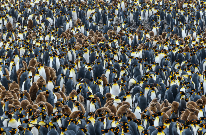 penguins Salisbury Plain, South Georgia Island