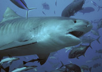 Tigershark.jpg