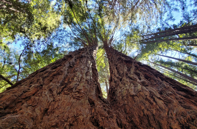 redwood-trees