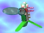 rd_fly1.jpg