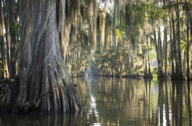 swamp - shutterstock