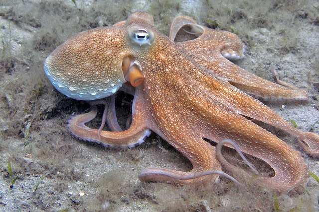 Octopus on land
