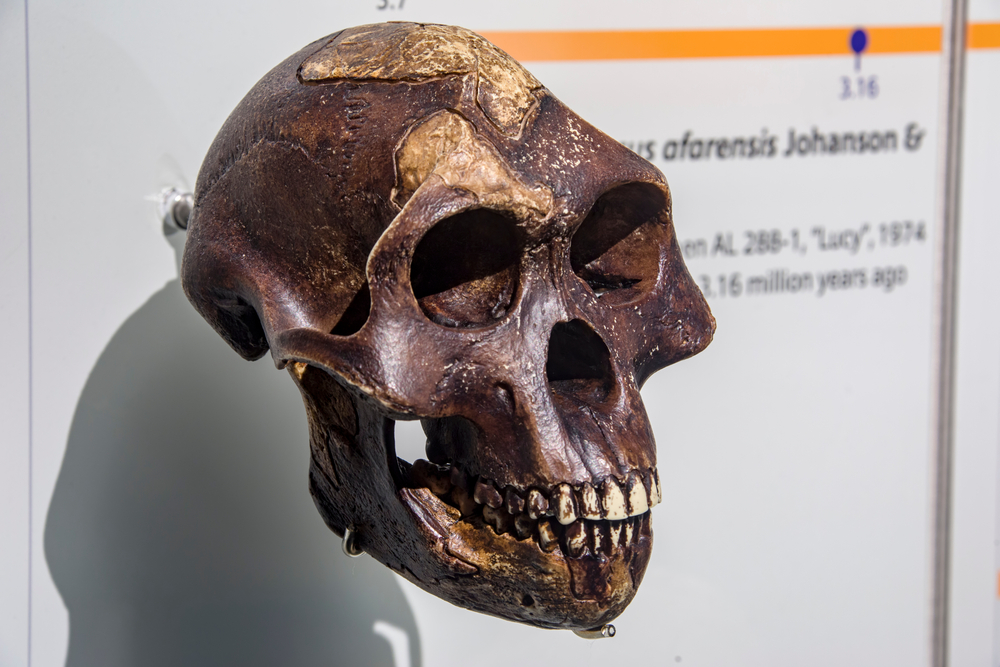 Fossils From The Cradle Of Civilization Could Be Considerably Older Than Originally Imagined