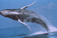 humpback220.jpg