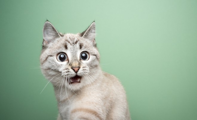 Do Cats Have Facial Expressions? Cats May Not Have a Poker Face After All