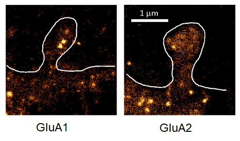 glua11.png