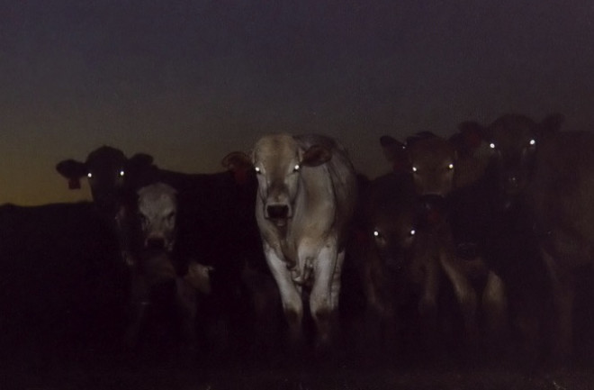 cows at night.jpg