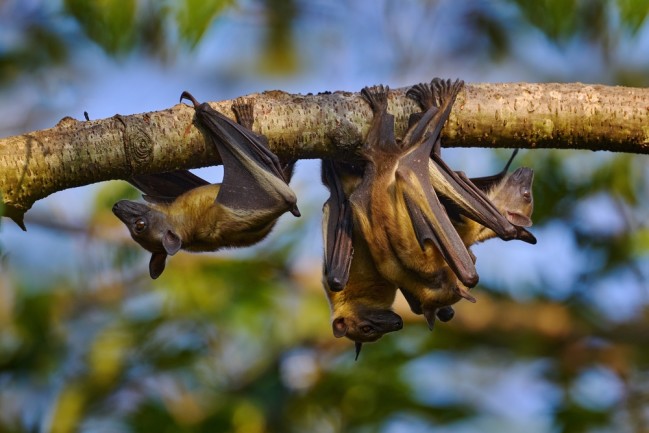 bats viral spillover