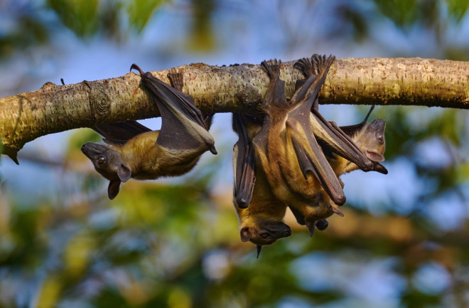 bats viral spillover