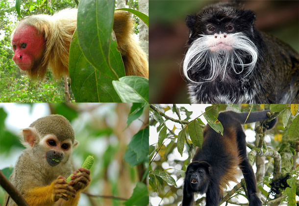 Exploring the Diversity of the Primate Family Tree | Discover Magazine