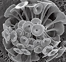 plankton-cocco2-3.jpg