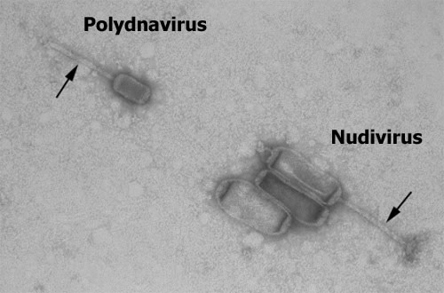 Viruses.jpg