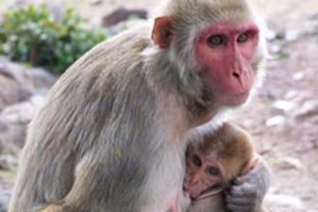 When Baby Monkeys Throw Public Temper Tantrums Moms Often Give In Discover Magazine