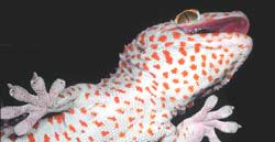 rd_gecko.jpg