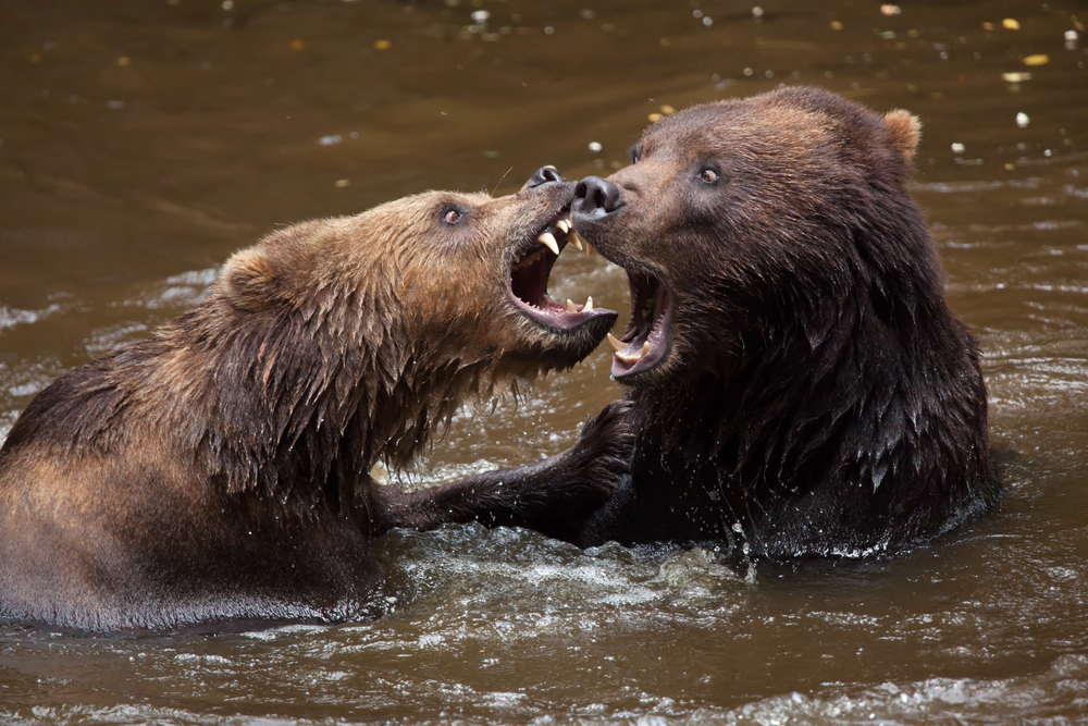 Bears Attacking — and Eating — Other Bears Is Considered Normal